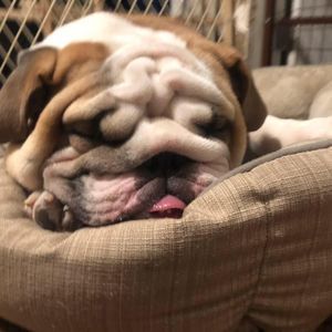 Meet your Posher, Abbey